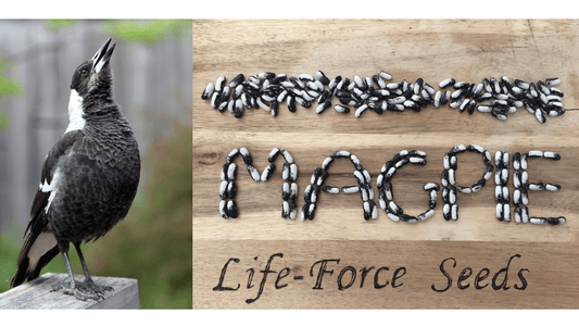 Bean Bush, Magpie - LifeForce Seeds