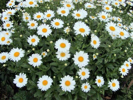 Shasta Daisy - LifeForce Seeds