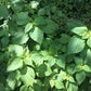 Perilla/Shiso, 'Korean Green' - LifeForce Seeds
