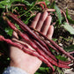 Bean Bush, Snake Red Noodle - LifeForce Seeds