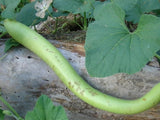 Gourd, Snake - LifeForce Seeds