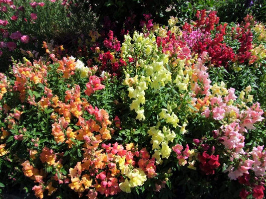 Snapdragon, Tom Thumb Mix - LifeForce Seeds