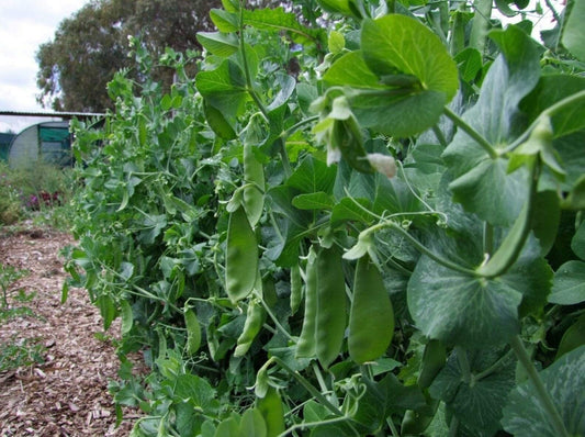 Snow Pea, Oregon Giant - LifeForce Seeds