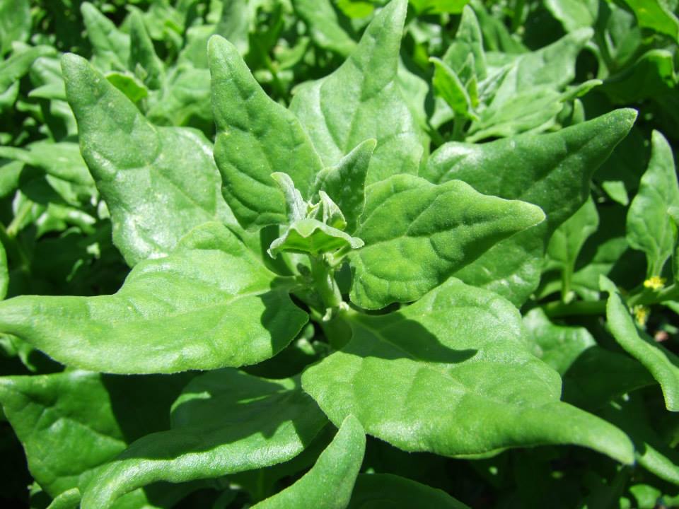 Spinach, New Zealand - LifeForce Seeds