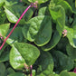Spinach Ceylon/ Malabar Red Stem - LifeForce Seeds