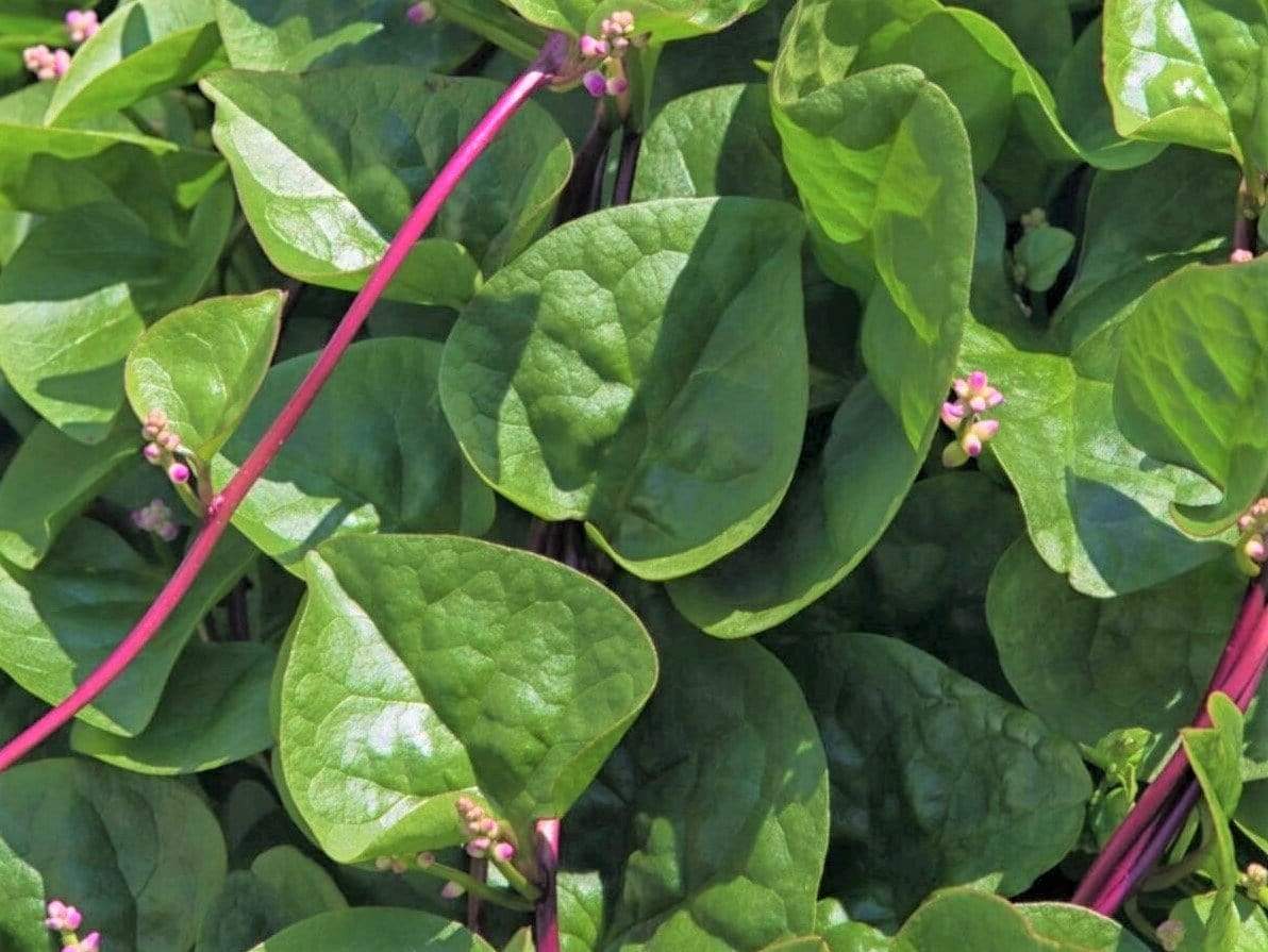 Spinach Ceylon/ Malabar Red Stem - LifeForce Seeds