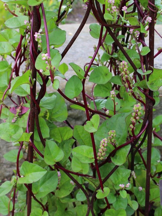 Spinach Ceylon/ Malabar Red Stem - LifeForce Seeds