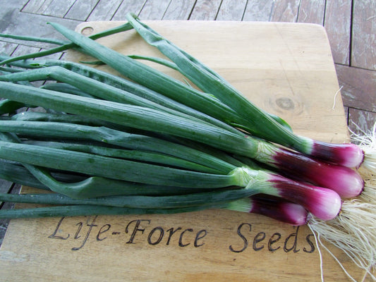 Spring Onion, Red - LifeForce Seeds