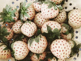 Strawberry Pineberry - LifeForce Seeds