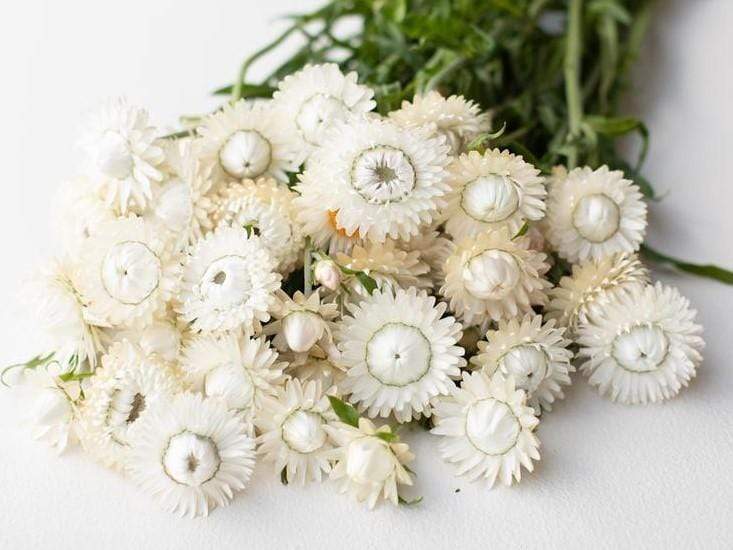 Strawflower, White - LifeForce Seeds