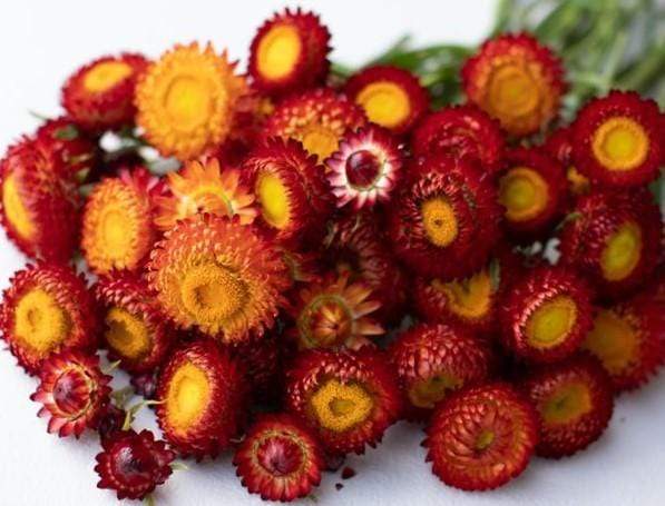 Strawflower, Copper Red - LifeForce Seeds