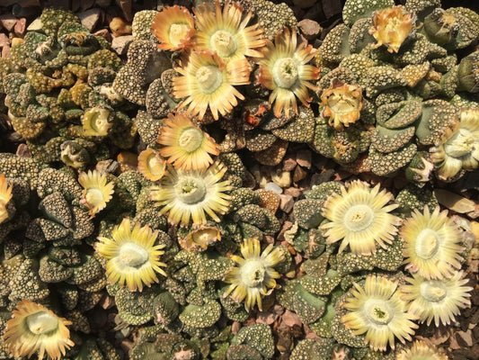 Titanopsis calcarean - LifeForce Seeds