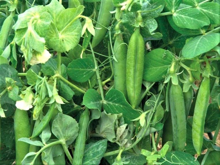 Pea Climbing, Sugar Snap - LifeForce Seeds