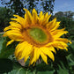 Life-Forces Seeds Gift Vouchers - LifeForce Seeds