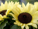 Sunflower, Lemon Rush F1 - LifeForce Seeds