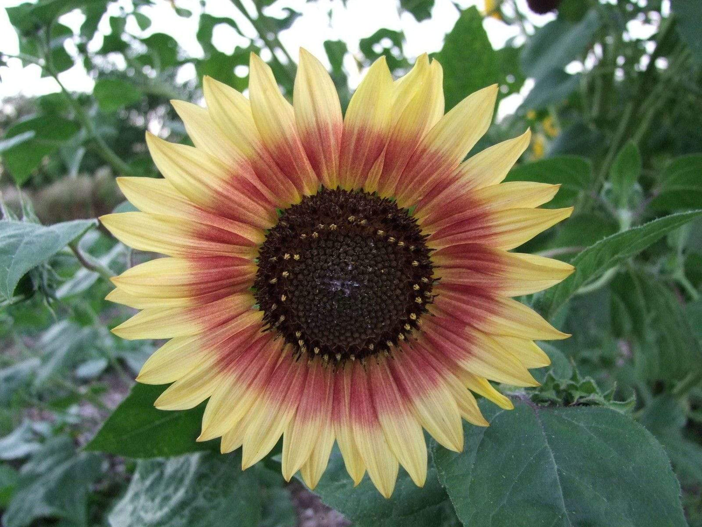 Sunflower Evening Sun - LifeForce Seeds