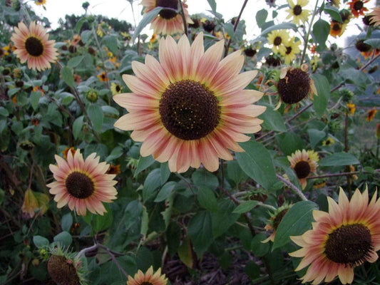 Sunflower Evening Sun - LifeForce Seeds
