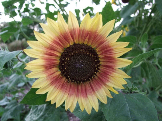 Sunflower Evening Sun - LifeForce Seeds