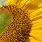 Sunflower Giant Russian - LifeForce Seeds
