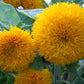 Sunflower Teddy Bear - LifeForce Seeds