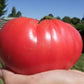 Tomato, Mortgage Lifter - LifeForce Seeds