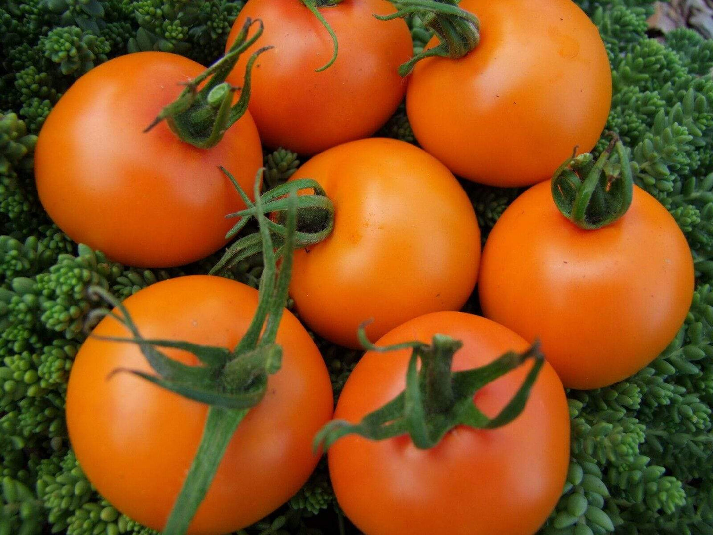 Tomato, Orange Jaune Flamme - LifeForce Seeds