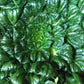 Tatsoi, Green - LifeForce Seeds