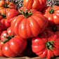 Tomato, Costoluto Genoves - LifeForce Seeds