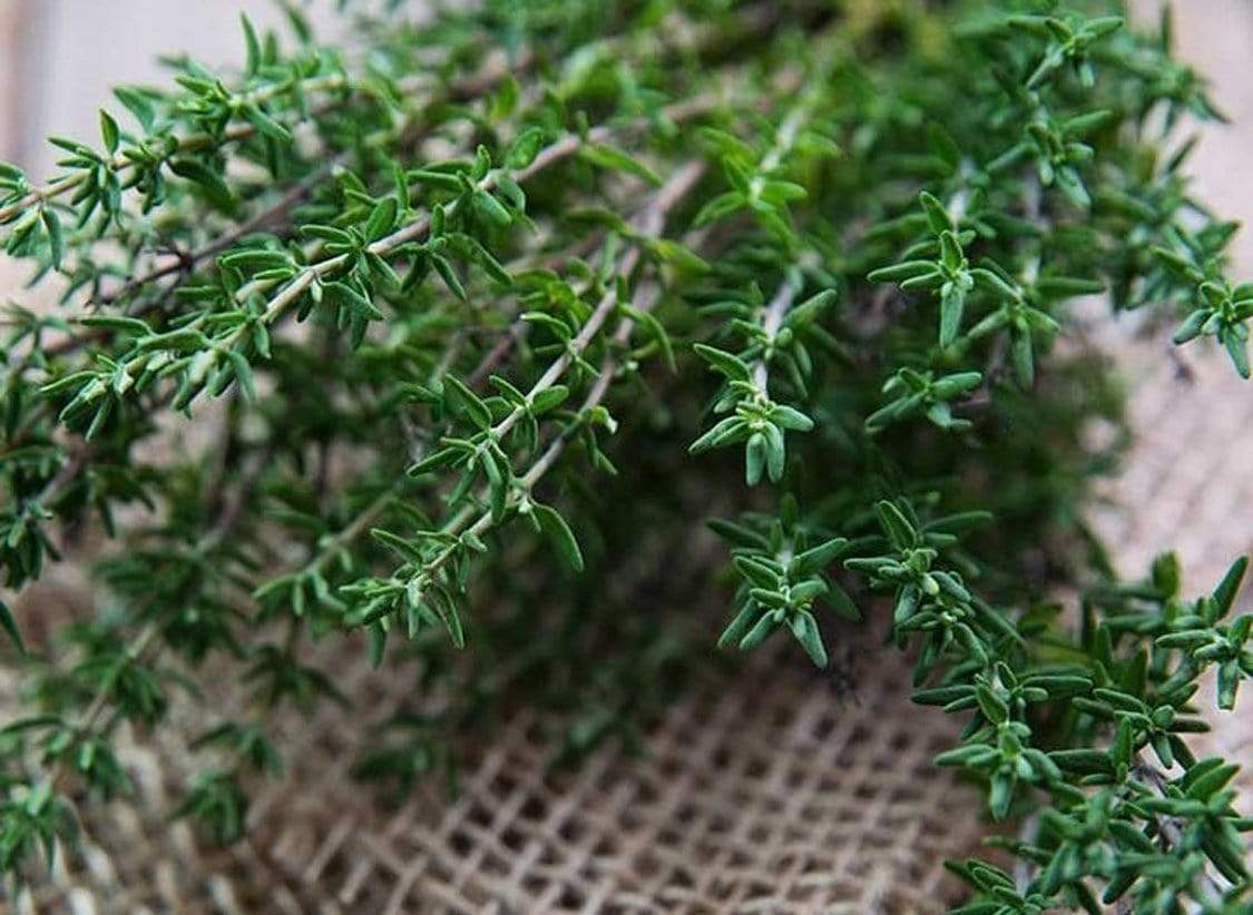 Thyme Common/ winter - LifeForce Seeds