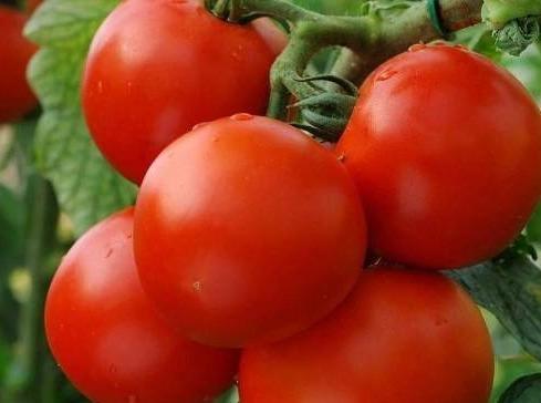 Tomato, Moneymaker - LifeForce Seeds
