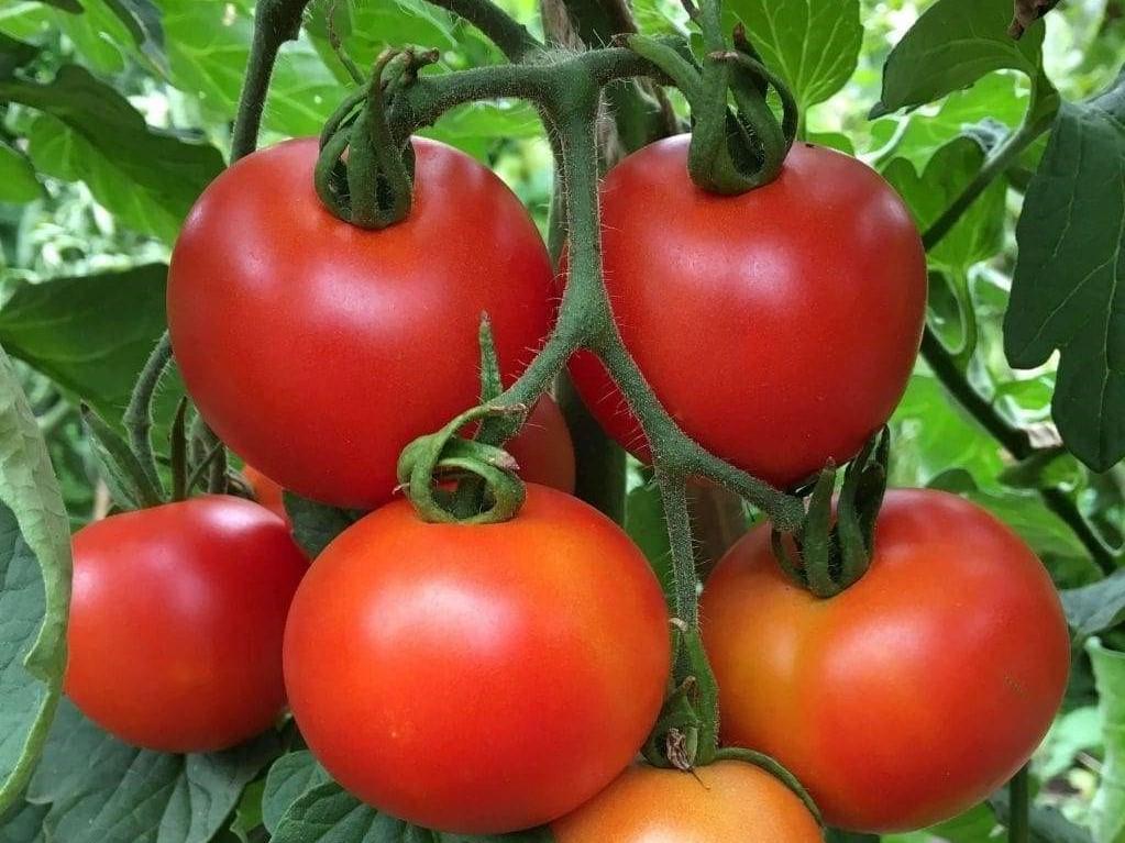 Tomato, Moneymaker - LifeForce Seeds