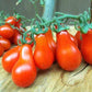 Tomato, Red Fig - LifeForce Seeds