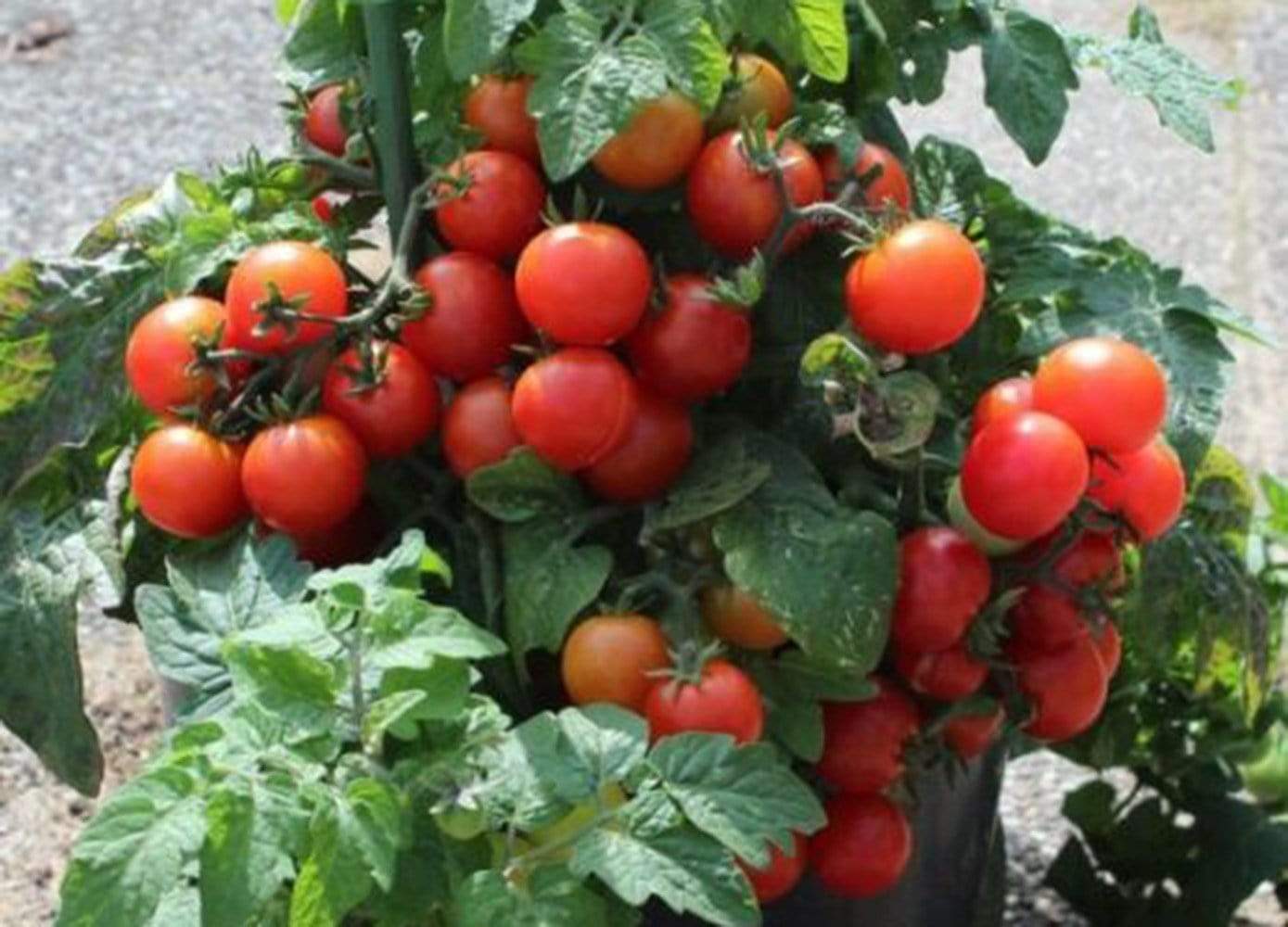 Tomato, Tiny Tim - LifeForce Seeds