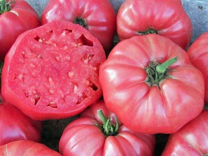 Tomato, Brandywine Pink - LifeForce Seeds