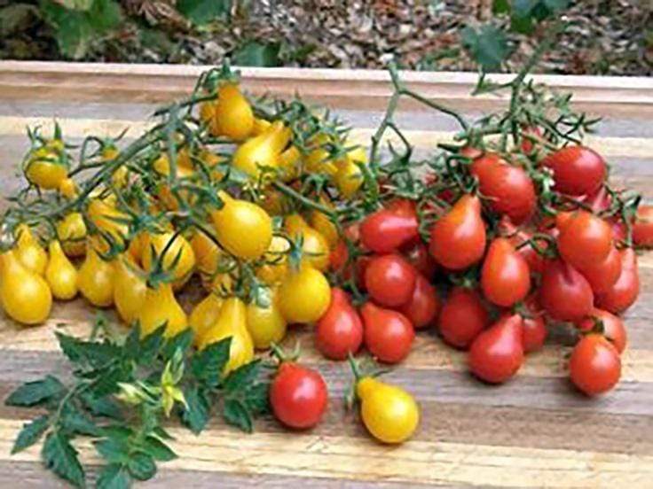 Tomato, Red Fig - LifeForce Seeds
