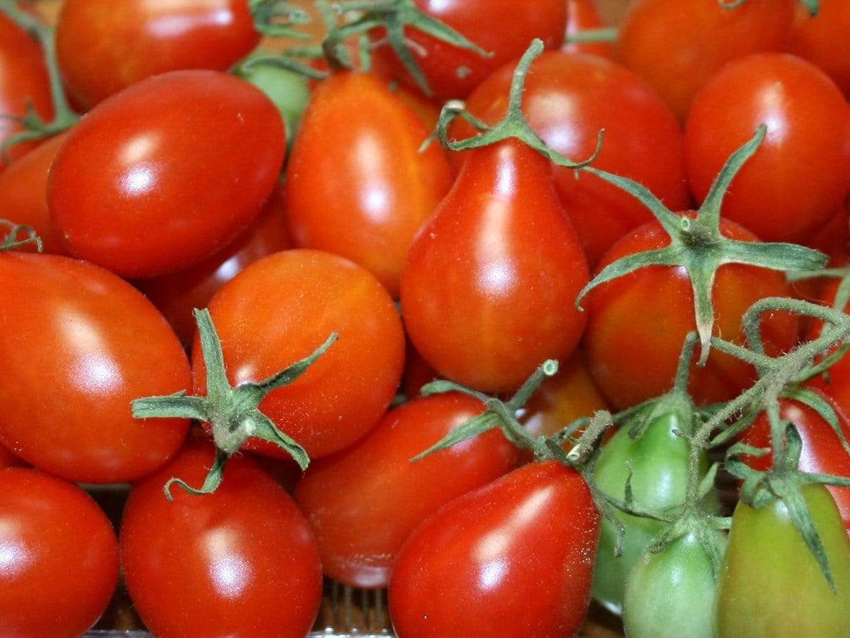 Tomato, Red Pear - LifeForce Seeds
