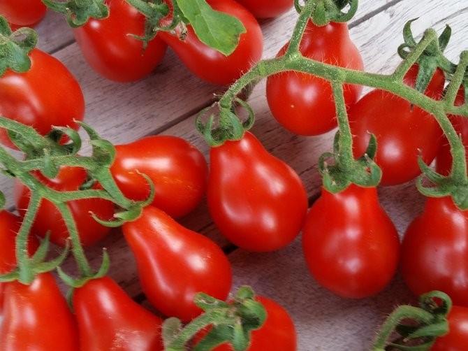 Tomato, Red Pear - LifeForce Seeds