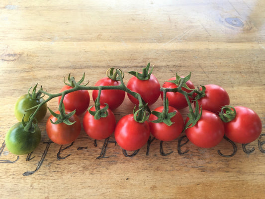 Tomato, Tommy Toe - LifeForce Seeds