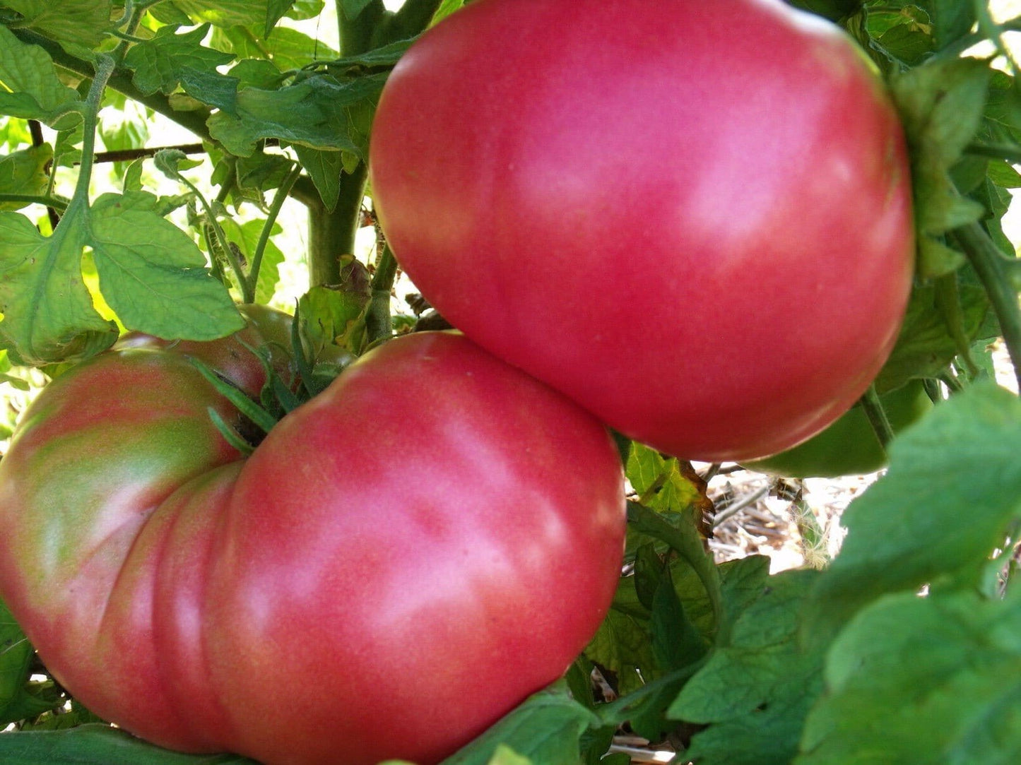 Tomato, Brandywine Sudduth`s Strain – LifeForce Seeds