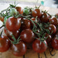 Tomato, Brown Berry - LifeForce Seeds