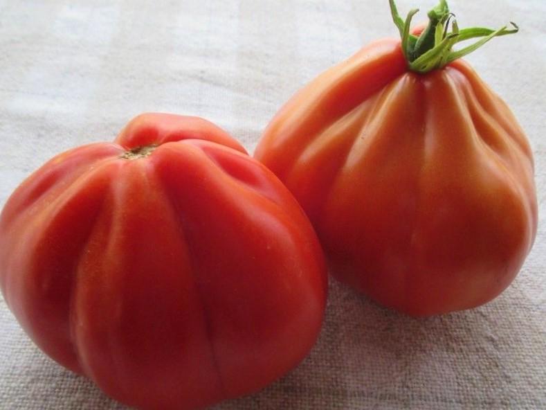 Tomato, Granny`s Throwing - LifeForce Seeds