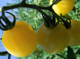 Tomato, Lemon Drop - LifeForce Seeds