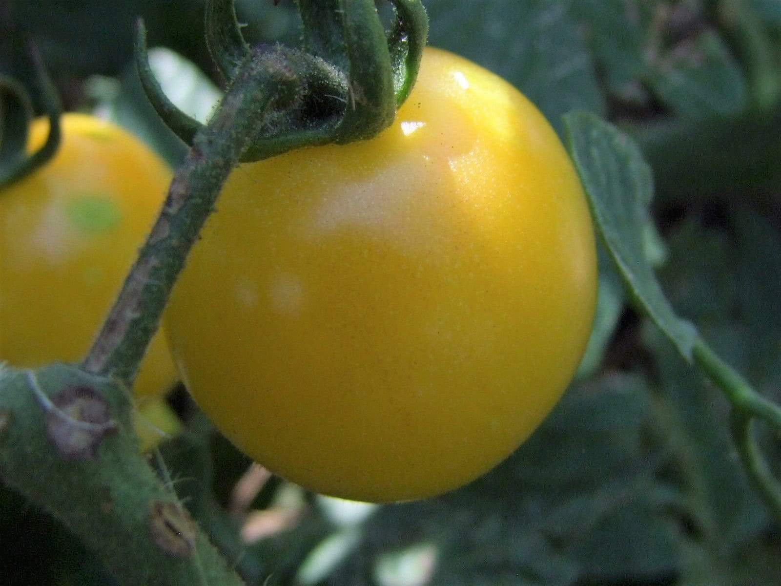 Tomato, Lemon Drop - LifeForce Seeds