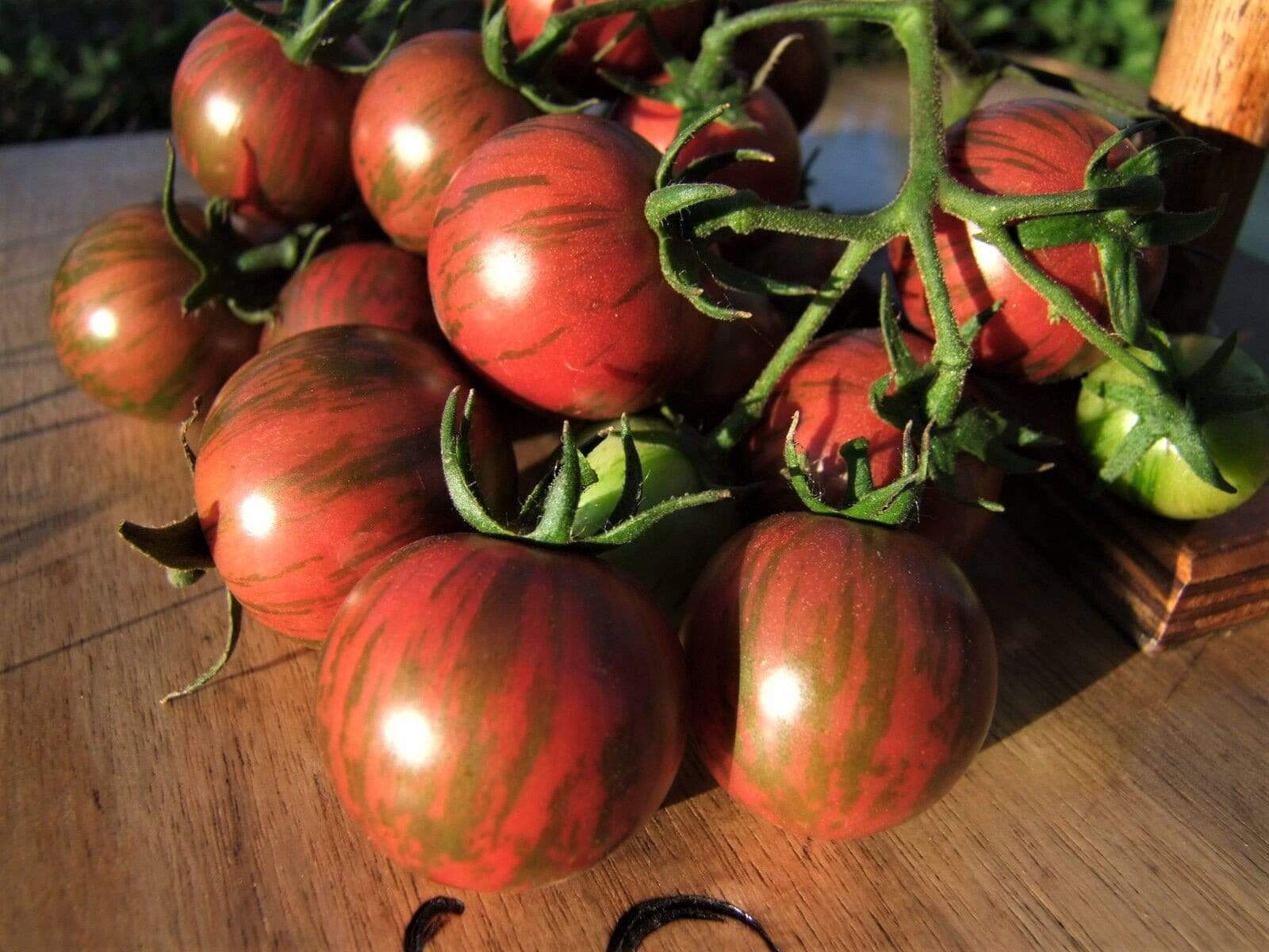 Tomato, Purple Bumble Bee - LifeForce Seeds