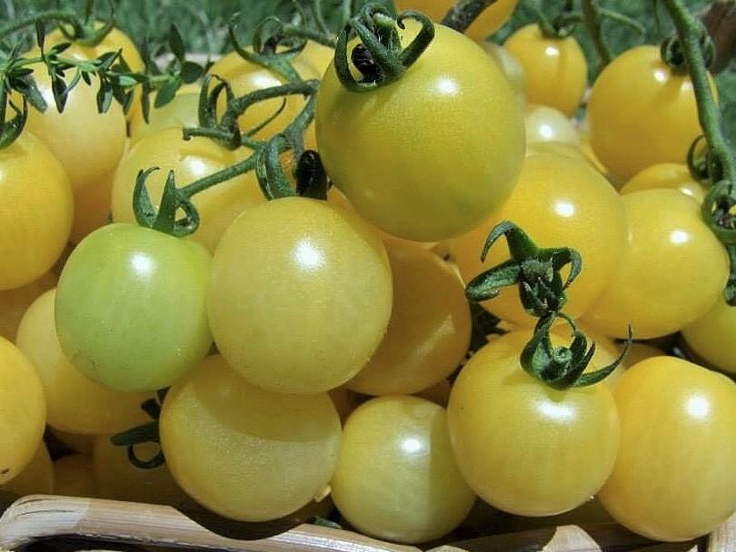 Tomato, Snow White - LifeForce Seeds