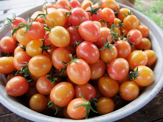 Tomato, Sunrise Bumble Bee - LifeForce Seeds