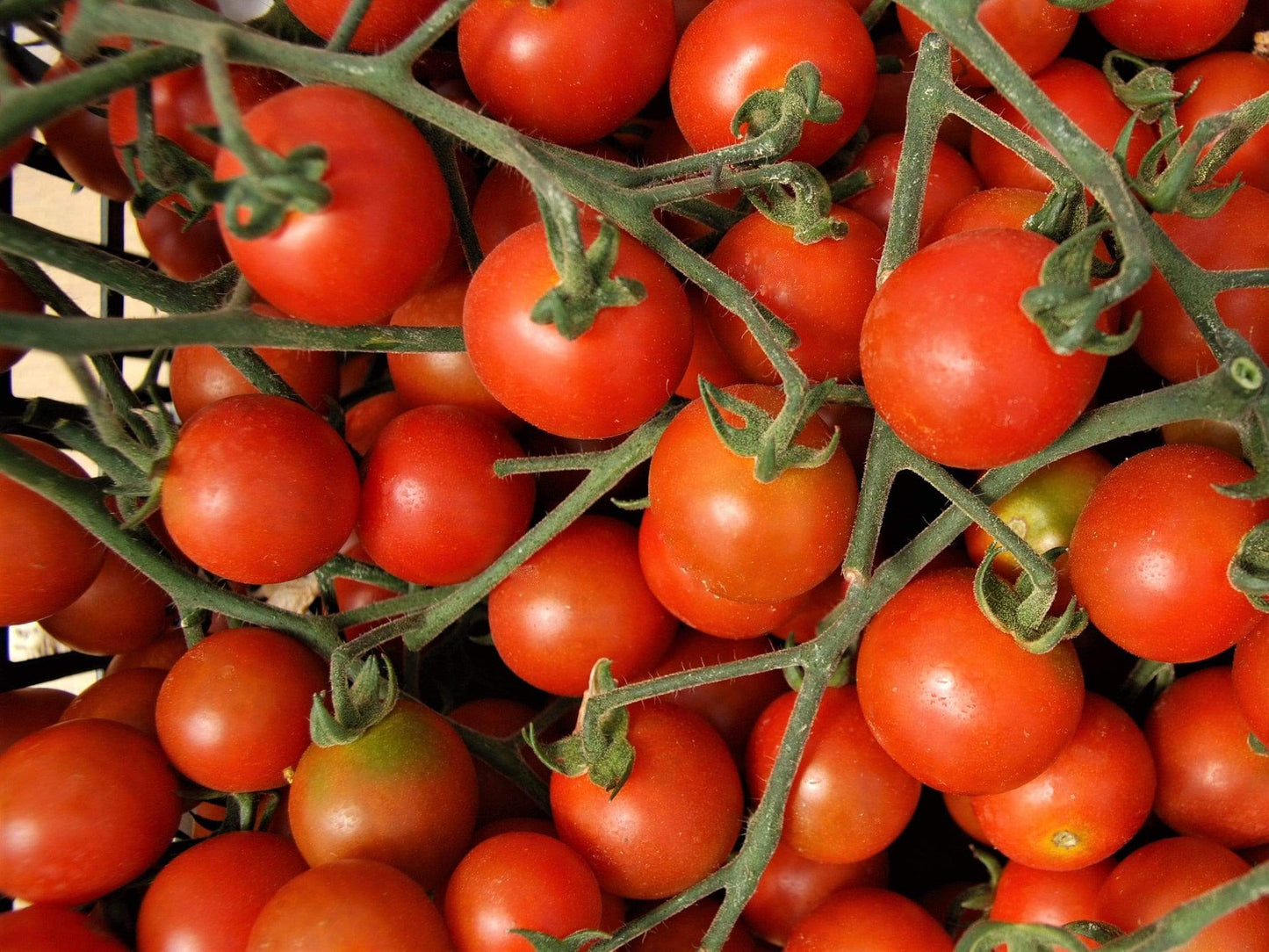 Tomato, Sweetie - LifeForce Seeds