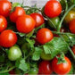 Tomato, Sweetie - LifeForce Seeds