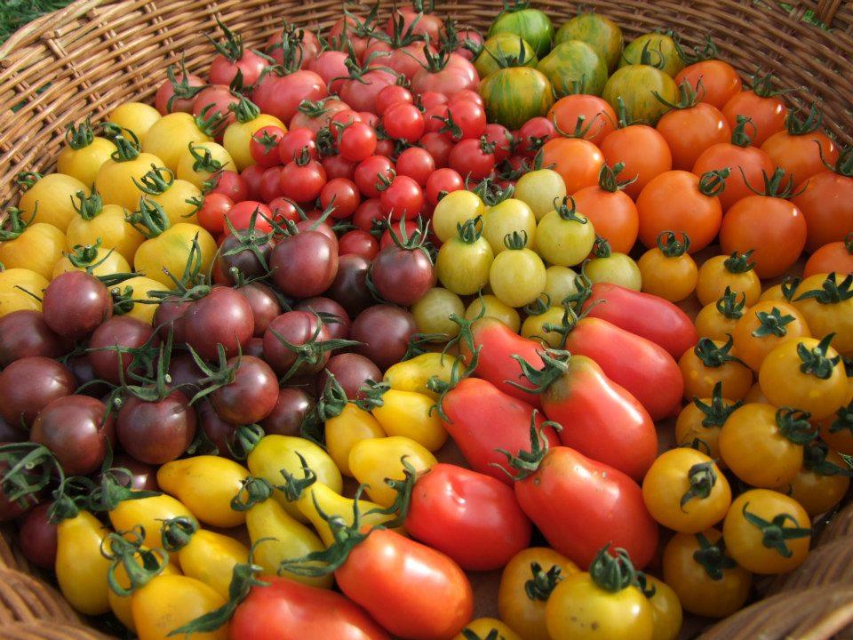 Tomato, Rainbow Mix - LifeForce Seeds