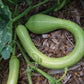 Zucchini Tromboncino - LifeForce Seeds